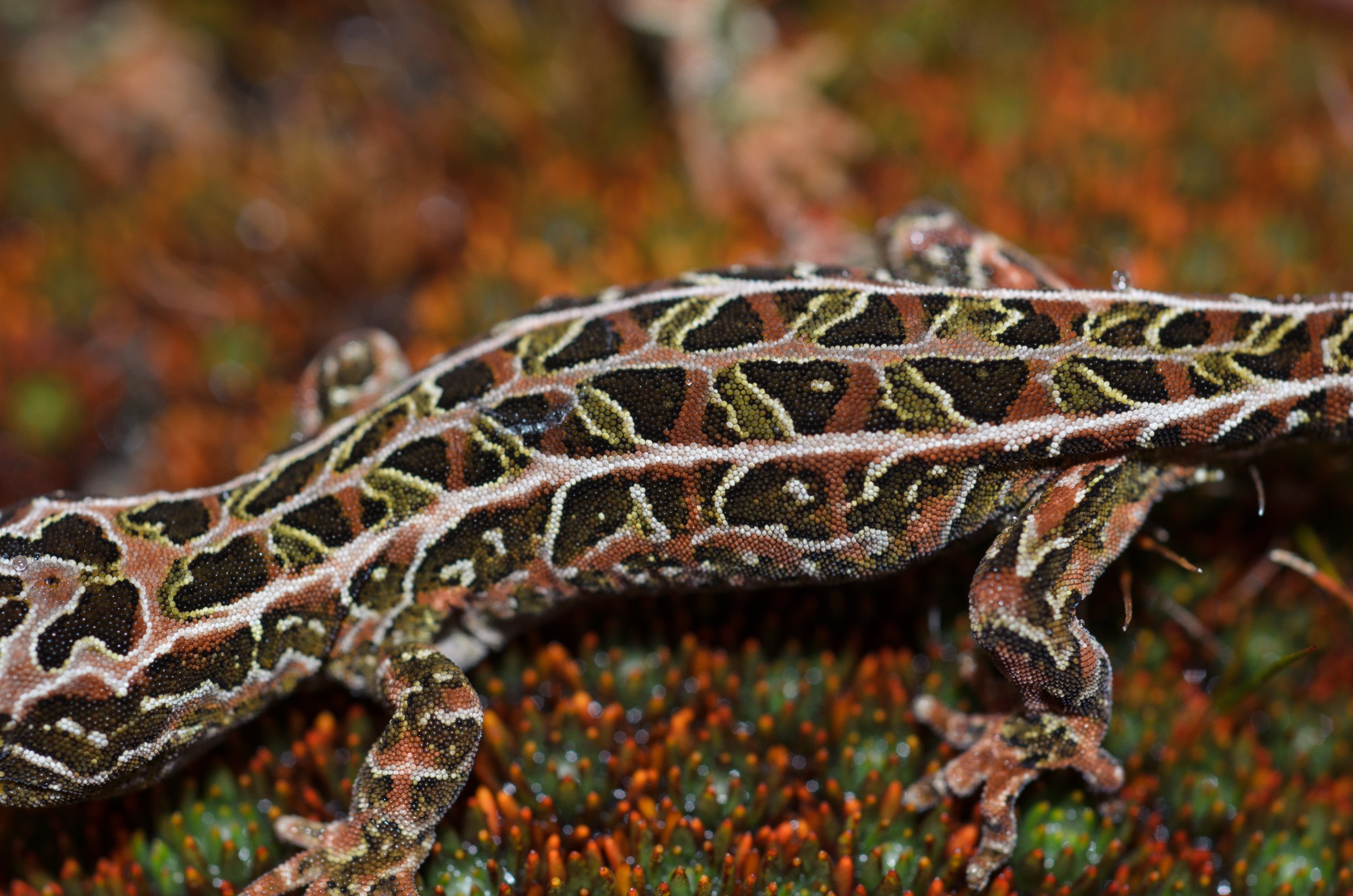 DSC_3027 – Adventure, Crispin, Hoplodactylus, Island, March 2017, National Park, New, New Zealand, Rakiura, South, Stewart, Tukutuku rakiurae, Zealand, amazing, gecko, harlequin gecko, rare, stunning